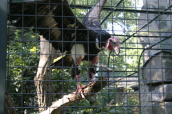 Some kind of vulture spreading its wings in the Zoologischer Garten
